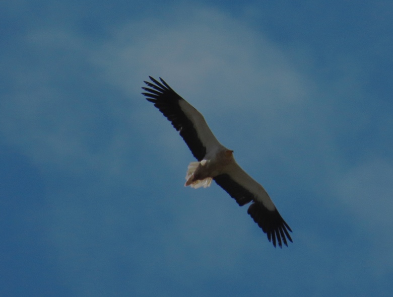 Egyptian Vulture